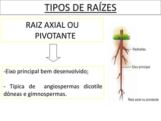 TIPOS DE RAÍZES
        RAIZ AXIAL OU
          PIVOTANTE


-Eixo principal bem desenvolvido;

- Típica de angiospermas dicotile
dôneas e gimnospermas.
 