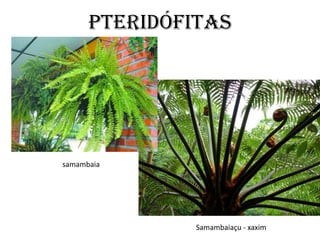 PTERIDÓfitas




samambaia




               Samambaiaçu - xaxim
 