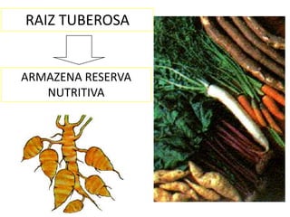 RAIZ TUBEROSA


ARMAZENA RESERVA
   NUTRITIVA
 