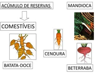 ACÚMULO DE RESERVAS       MANDIOCA



COMESTÍVEIS



                CENOURA

BATATA-DOCE
                          BETERRABA
 