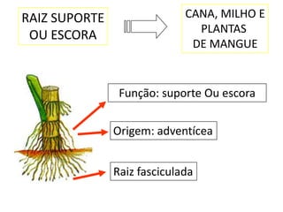 RAIZ SUPORTE                 CANA, MILHO E
                               PLANTAS
 OU ESCORA
                              DE MANGUE


                Função: suporte Ou escora


               Origem: adventícea


               Raiz fasciculada
 