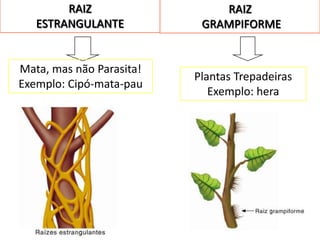 RAIZ                  RAIZ
   ESTRANGULANTE           GRAMPIFORME


Mata, mas não Parasita!
                          Plantas Trepadeiras
Exemplo: Cipó-mata-pau
                             Exemplo: hera
 