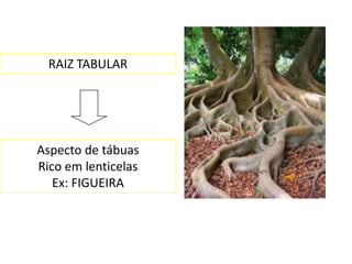 RAIZ TABULAR




Aspecto de tábuas
Rico em lenticelas
   Ex: FIGUEIRA
 