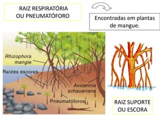 RAIZ RESPIRATÓRIA
OU PNEUMATÓFORO      Encontradas em plantas
                          de mangue.




                            RAIZ SUPORTE
                             OU ESCORA
 
