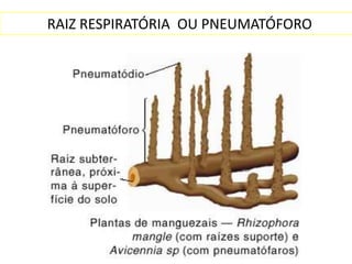 RAIZ RESPIRATÓRIA OU PNEUMATÓFORO
 