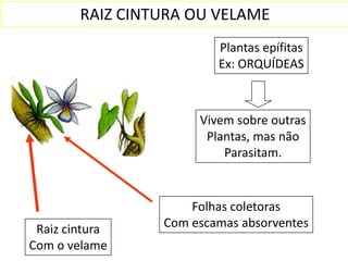 RAIZ CINTURA OU VELAME
                         Plantas epífitas
                         Ex: ORQUÍDEAS



                      Vivem sobre outras
                       Plantas, mas não
                          Parasitam.


                     Folhas coletoras
 Raiz cintura    Com escamas absorventes
Com o velame
 