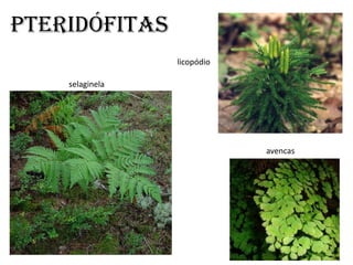 PTERIDÓfitas
                 licopódio

    selaginela




                             avencas
 