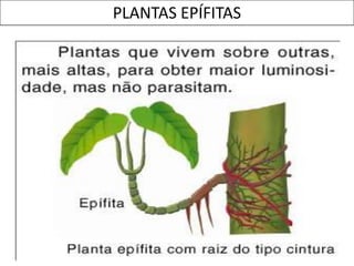 PLANTAS EPÍFITAS
 
