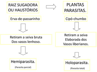 RAIZ SUGADORA            PLANTAS
OU HAUSTÓRIOS           PARASITAS.
Erva-de-passarinho       Cipó-chumbo



                         Retiram a seiva
Retiram a seiva bruta
                         Elaborada dos
 Dos vasos lenhoso.
                        Vasos liberianos.



 Hemiparasita.           Holoparasita.
   (Parasita parcial)       (Parasita total)
 