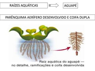 RAÍZES AQUÁTICAS              AGUAPÉ


PARÊNQUIMA AERÍFERO DESENVOLVIDO E COIFA DUPLA
 