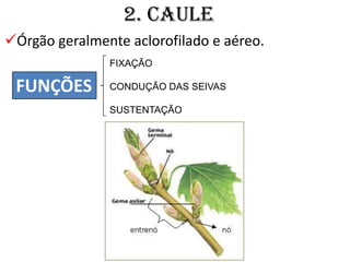 2. CAULE
Órgão geralmente aclorofilado e aéreo.
               FIXAÇÃO

 FUNÇÕES       CONDUÇÃO DAS SEIVAS

               SUSTENTAÇÃO
 