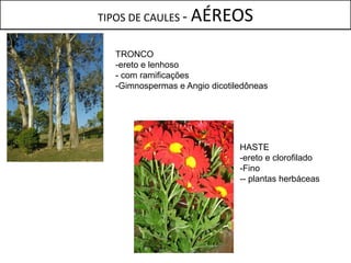 TIPOS DE CAULES -   AÉREOS
   TRONCO
   -ereto e lenhoso
   - com ramificações
   -Gimnospermas e Angio dicotiledôneas




                                HASTE
                                -ereto e clorofilado
                                -Fino
                                -- plantas herbáceas
 