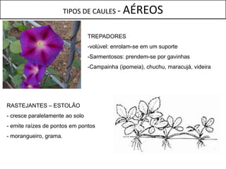 TIPOS DE CAULES -     AÉREOS
                                 TREPADORES
                                 -volúvel: enrolam-se em um suporte
                                 -Sarmentosos: prendem-se por gavinhas
                                 -Campainha (ipomeia), chuchu, maracujá, videira




RASTEJANTES – ESTOLÃO
- cresce paralelamente ao solo
- emite raízes de pontos em pontos
- morangueiro, grama.
 