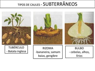 TIPOS DE CAULES -   SUBTERRÂNEOS




  TUBÉRCULO               RIZOMA              BULBO
- Batata inglesa     -bananeira, samam   - cebolas, alhos,
                       baias, gengibre         lírios
 