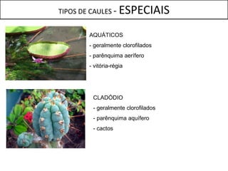TIPOS DE CAULES -     ESPECIAIS
         AQUÁTICOS
         - geralmente clorofilados
         - parênquima aerífero
         - vitória-régia




          CLADÓDIO
          - geralmente clorofilados
          - parênquima aquífero
          - cactos
 