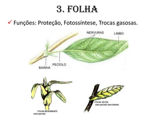 3. Folha
 Funções: Proteção, Fotossíntese, Trocas gasosas.
 