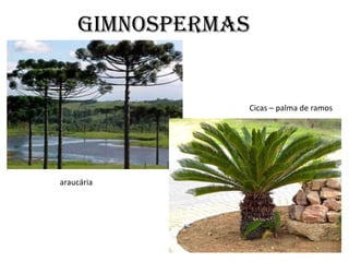 GIMNOSPERMAS


               Cicas – palma de ramos




araucária
 