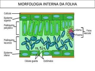 MORFOLOGIA INTERNA DA FOLHA
 