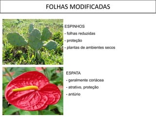 FOLHAS MODIFICADAS

     ESPINHOS
     - folhas reduzidas
     - proteção
     - plantas de ambientes secos




     ESPATA
     - geralmente coriácea
     - atrativo, proteção
     - antúrio
 