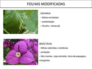 FOLHAS MODIFICADAS

      GAVINHA
      - folhas enroladas
      - sustentação
      - chuchu, maracujá




     BRÁCTEAS
     - folhas coloridas e atrativas
     - proteção
     - três marias, copo-de-leite, bico-de-papagaio,
     margarida
 
