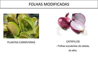 FOLHAS MODIFICADAS




PLANTAS CARNÍVORAS               CATÁFILOS
                         - Folhas suculentas da cebola,
                                    do alho.
 