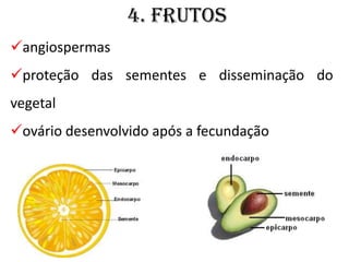 4. Frutos
angiospermas
proteção das sementes e disseminação do
vegetal
ovário desenvolvido após a fecundação
 