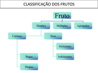 CLASSIFICAÇÃO DOS FRUTOS

                                Fruto
                   Simples          Múltiplos       Agregados


Carnoso                      Seco


                                     Deiscentes


          Bagas                      Indeiscentes


          Drupas
 