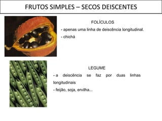FRUTOS SIMPLES – SECOS DEISCENTES

                                   FOLÍCULOS
             - apenas uma linha de deiscência longitudinal.
             - chichá




                               LEGUME
        -a    deiscência      se     faz   por   duas   linhas
        longitudinais
        - feijão, soja, ervilha...
 