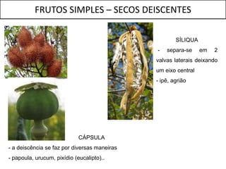 FRUTOS SIMPLES – SECOS DEISCENTES

                                                      SÍLIQUA
                                              -   separa-se     em   2
                                              valvas laterais deixando
                                              um eixo central
                                              - ipê, agrião




                             CÁPSULA
- a deiscência se faz por diversas maneiras
- papoula, urucum, pixídio (eucalipto)..
 