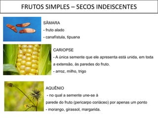 FRUTOS SIMPLES – SECOS INDEISCENTES

      SÂMARA
      - fruto alado
      - canafístula, tipuana


            CARIOPSE
            - A única semente que ele apresenta está unida, em toda
            a extensão, às paredes do fruto.
            - arroz, milho, trigo



       AQUÊNIO
        - no qual a semente une-se à
       parede do fruto (pericarpo coriáceo) por apenas um ponto
       - morango, girassol, margarida.
 