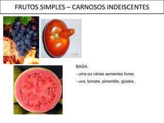 FRUTOS SIMPLES – CARNOSOS INDEISCENTES




                 BAGA
                 - uma ou várias sementes livres
                 - uva, tomate, pimentão, goiaba..
 