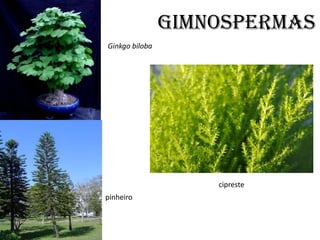 GIMNOSPERMAS
Ginkgo biloba




                    cipreste
pinheiro
 