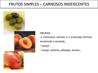 FRUTOS SIMPLES – CARNOSOS INDEISCENTES




              DRUPAS
              -o mesocarpo carnoso e o endocarpo lenhoso
              envolvendo a semente,
              -“caroço”
              - manga, azeitona, pêssego, ameixa...
 