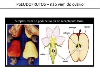 PSEUDOFRUTOS – não vem do ovário


Simples: vem do pedúnculo ou do receptáculo floral
 