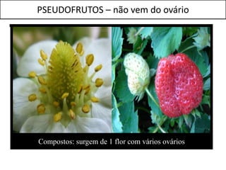 PSEUDOFRUTOS – não vem do ovário




Compostos: surgem de 1 flor com vários ovários
 