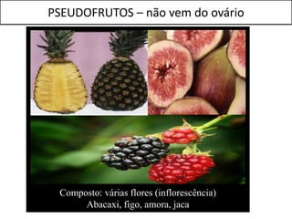 PSEUDOFRUTOS – não vem do ovário




 Composto: várias flores (inflorescência)
      Abacaxi, figo, amora, jaca
 