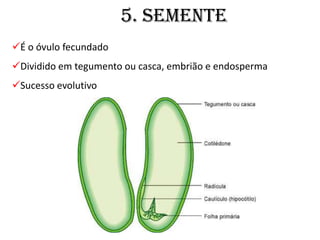 5. SEMENTE
É o óvulo fecundado
Dividido em tegumento ou casca, embrião e endosperma
Sucesso evolutivo
 