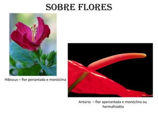 SOBRE FLORES




Hibiscus – flor periantada e monóclina




                                         Antúrio – flor aperiantada e monóclina ou
                                                        hermafrodita
 