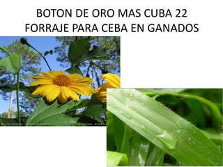BOTON DE ORO MAS CUBA 22
FORRAJE PARA CEBA EN GANADOS
 