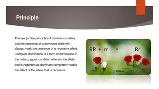 Mendelian Inheritance.ppt
