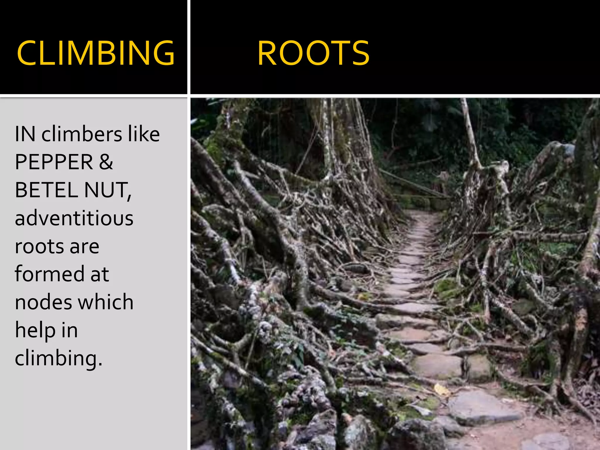 Sweet potatoPROP           ROOTSIN BANYAN TREE,Branches give off roots that grow into the soil & support the branches