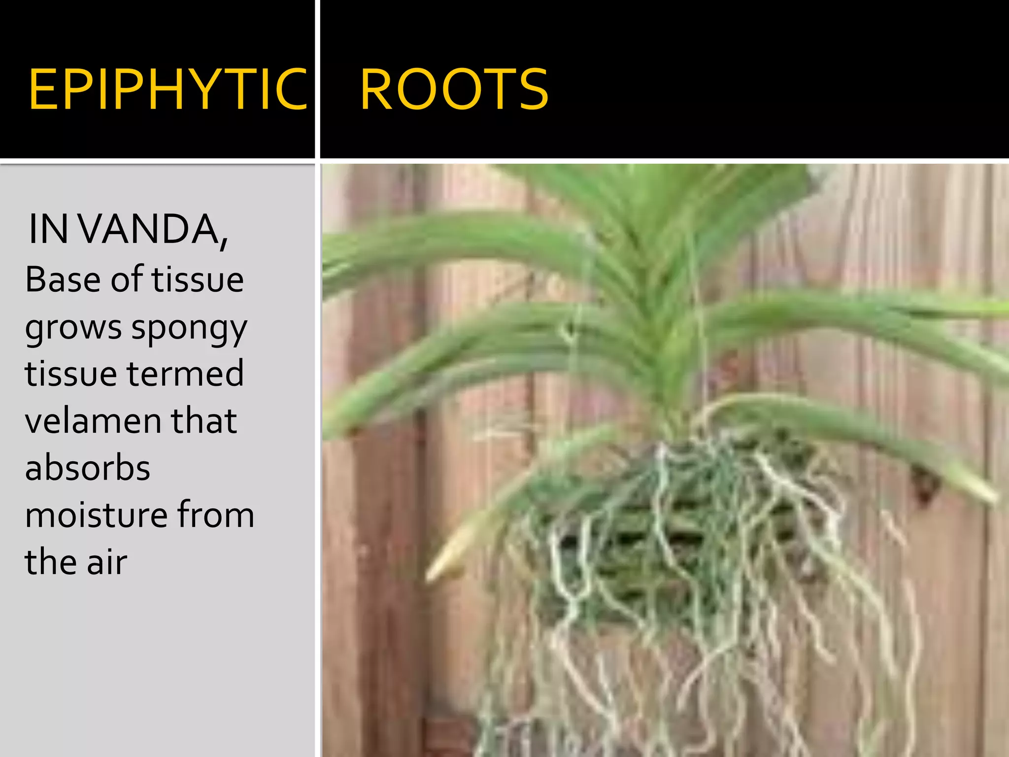 STILT                ROOTS         IN SCREWPINE short roots grow obliquely downward from near base of stem
