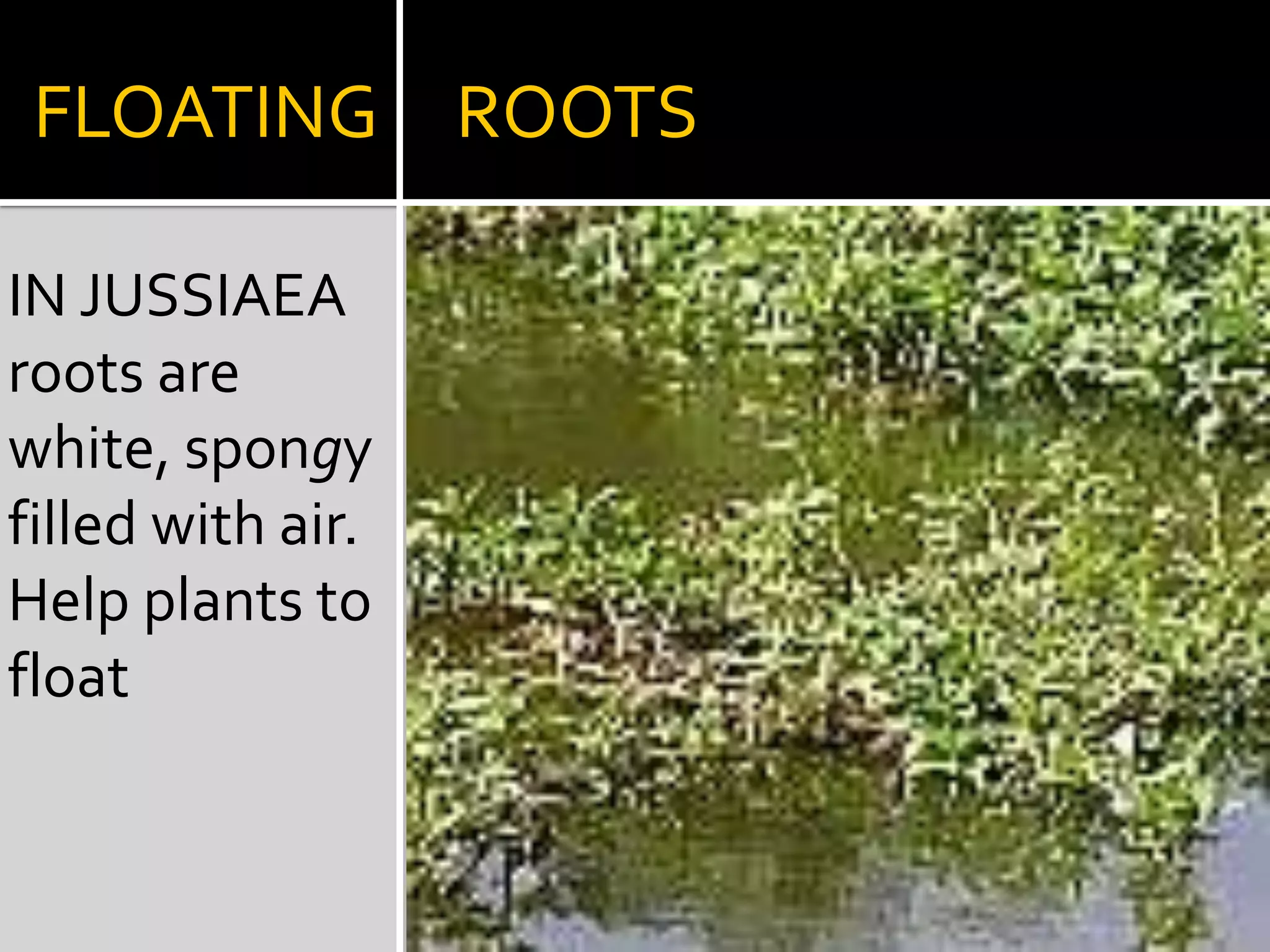 EPIPHYTIC    ROOTSIN VANDA,Base of tissue grows spongy tissue termed velamen that absorbs moisture from the air