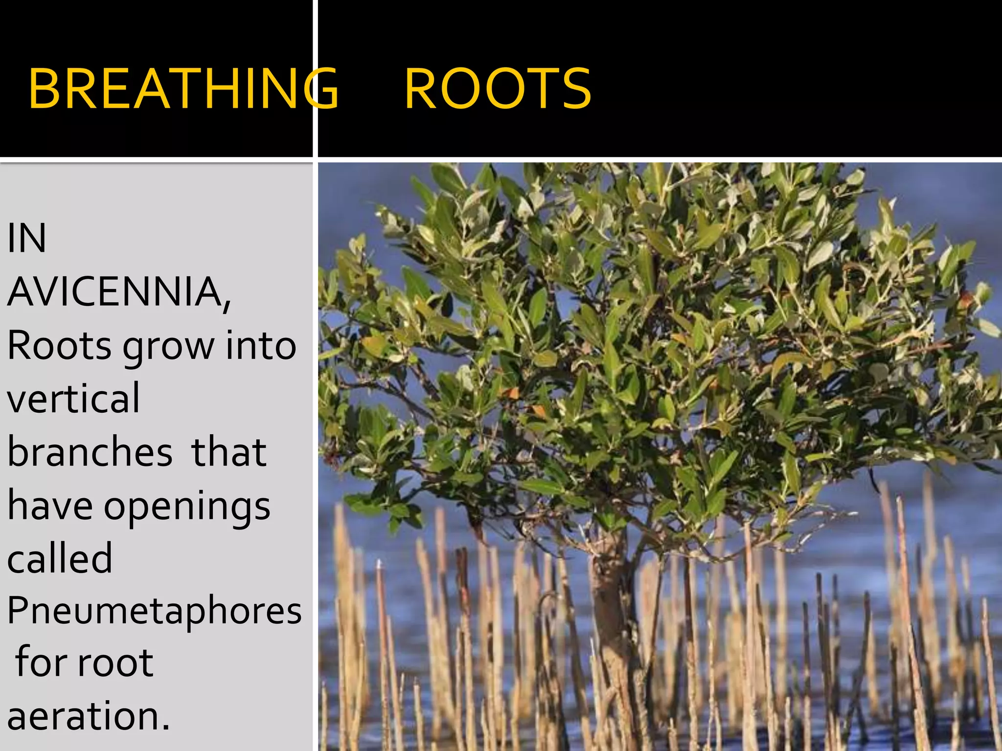 CONTRAC   TILE       ROOTSIN  COLACASIA,They posses roots that contract so underground roots are kept at proper levels.