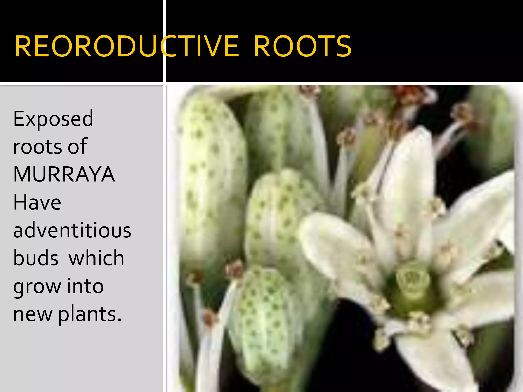 FLOATING     ROOTSIN JUSSIAEAroots are white, spongy filled with air.Help plants to float