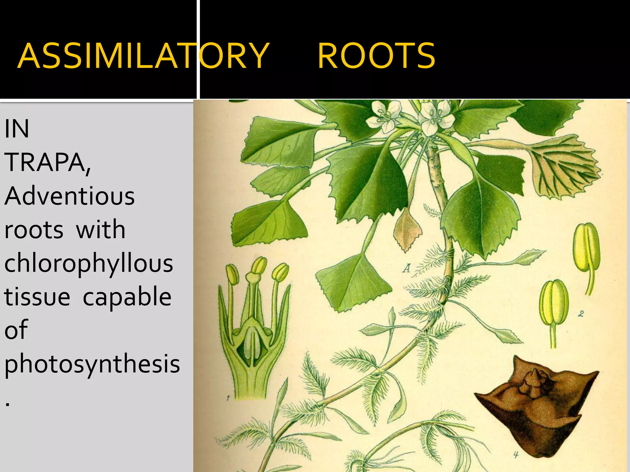 REORODUCTIVE  ROOTSExposed roots of MURRAYAHave adventitious buds  which grow into new plants.