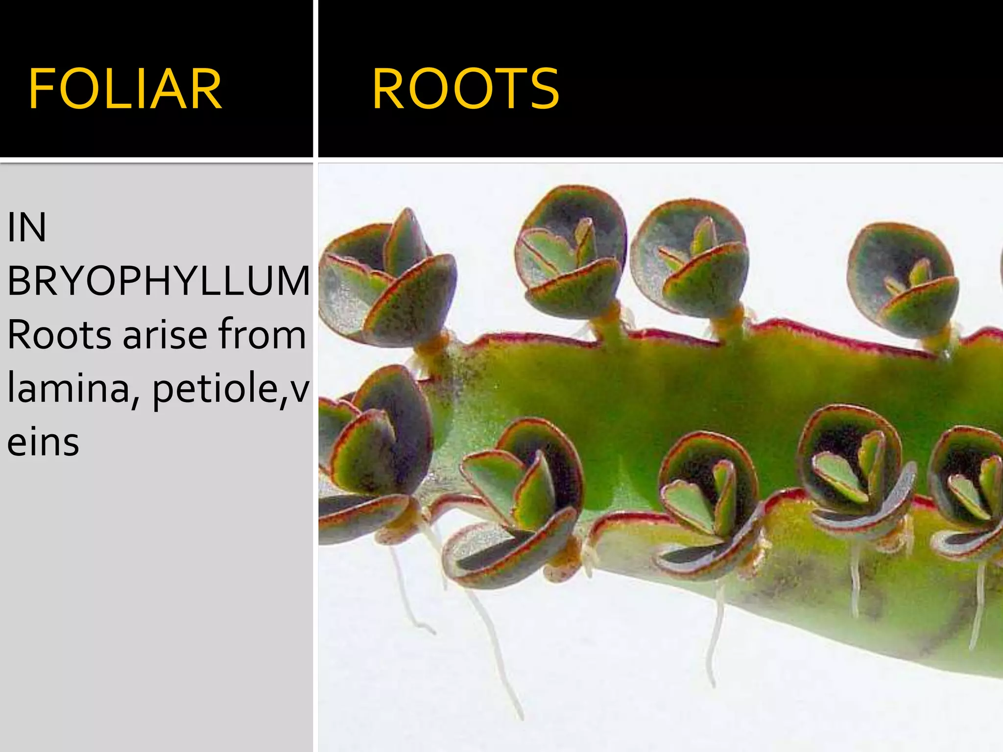 PARASITIC    ROOTSIN   CUSCUTAHaustoriaPenetrate into host stem & enter vascular bundles which absorb materials.