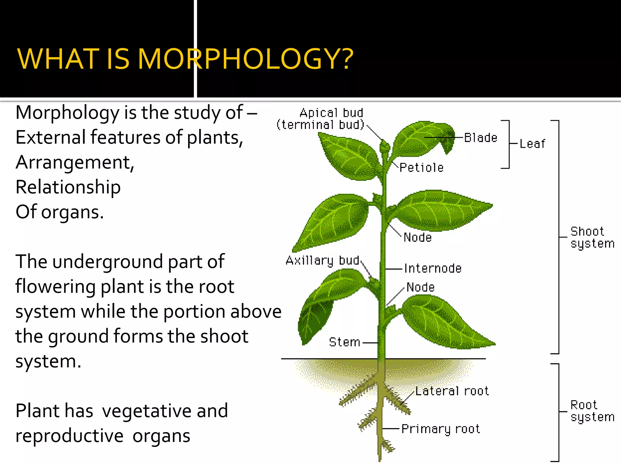 WHAT IS MORPHOLOGY?Morphology is the study of –External features of plants,Arrangement,RelationshipOf organs.The underground part of flowering plant is the root system while the portion above the ground forms the shoot system.Plant has  vegetative and reproductive  organs 