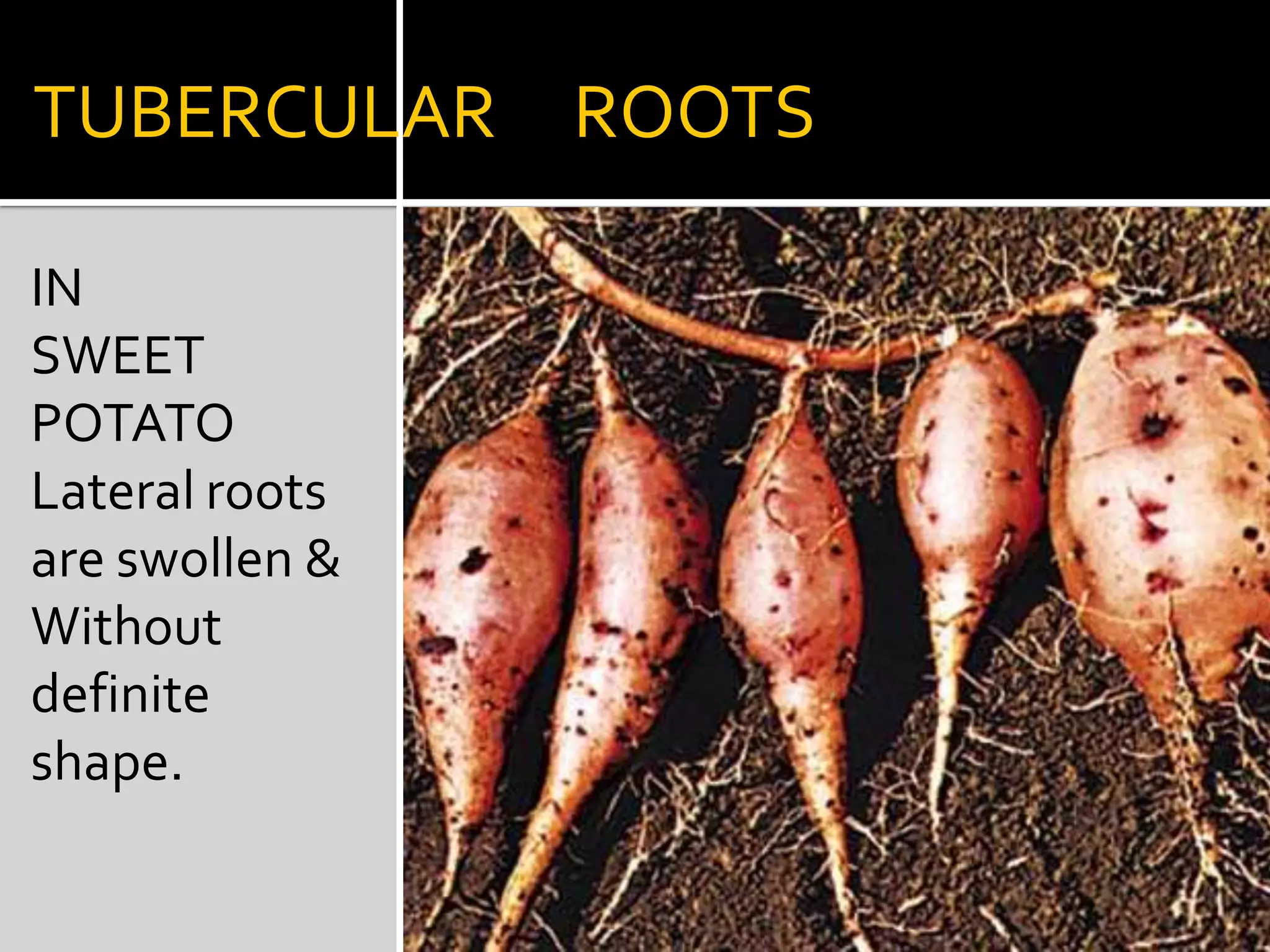 ASSIMILATORY      ROOTSIN  TRAPA,Adventious  roots  with chlorophyllous tissue  capable of photosynthesis.