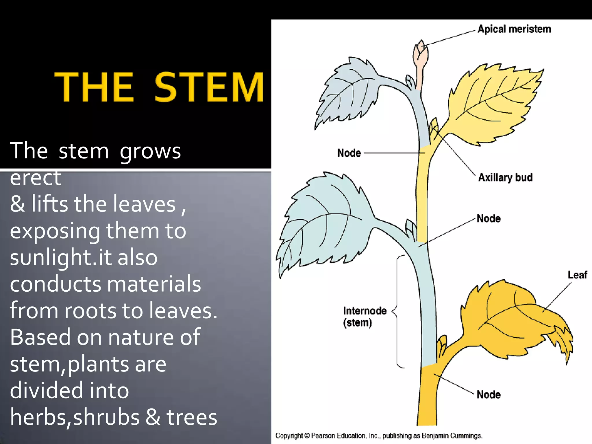 FOLIAR            ROOTSINBRYOPHYLLUMRoots arise from lamina, petiole,veins